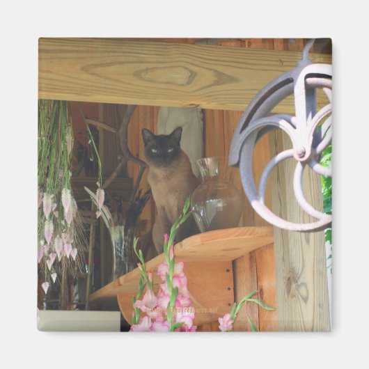 Siamese kat Posing Animal Photography Magnet #2 (Voorkant)
