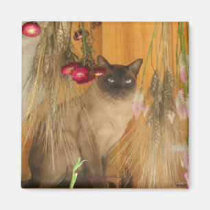 Siamese kat Posing Animal Photography Magnet #3