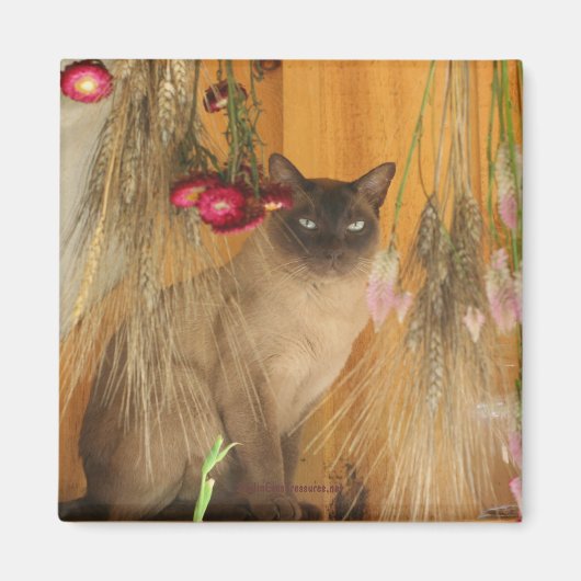 Siamese kat Posing Animal Photography Magnet #3 (Voorkant)