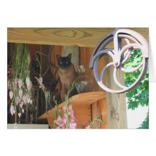 Siamese kat Posing Photography Card #2