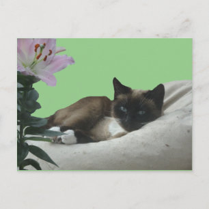 Siamese kat sluit DIY-Briefkaart af Briefkaart