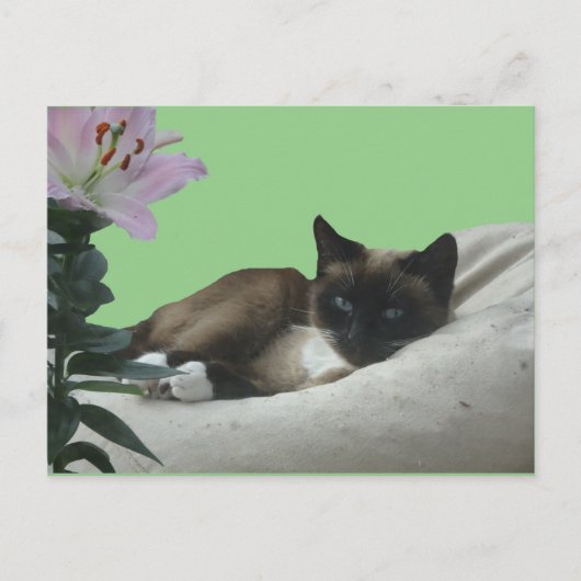 Siamese kat sluit DIY-Briefkaart af Briefkaart (Voorkant)