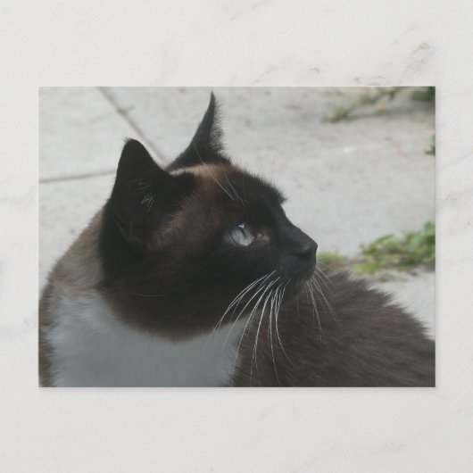 Siamese kat sluit DIY-Briefkaart af Feestdagenkaart (Voorkant)