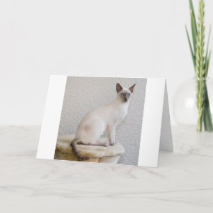 Siamese kat Spint miauw Kat Destiny Kaart
