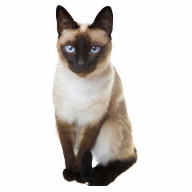 Siamese kat staand fotobeeldje  (Voorkant)