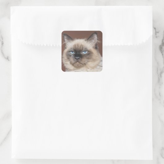 Siamese kat stickers (Tas)