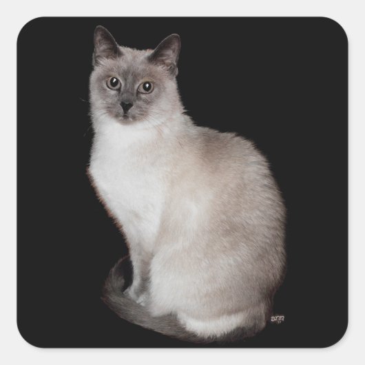 Siamese Kat Vierkante Sticker (Voorkant)