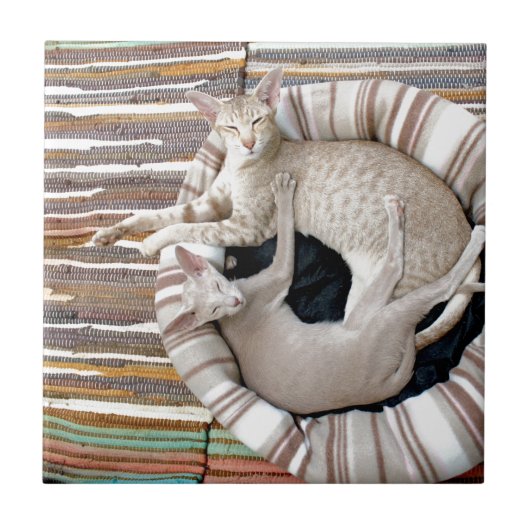 Siamese katten alleen Chillin! Tegeltje (Voorkant)