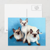 Siamese katten briefkaart (Voorkant / Achterkant)