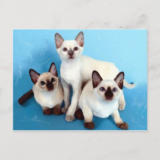 Siamese katten briefkaart (Voorkant)