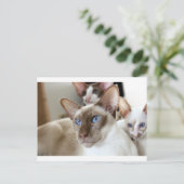 Siamese Katten Huisdieren Briefkaart (Staand voorkant)