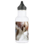 Siamese Katten Huisdieren Dieren Waterfles (Rechts)