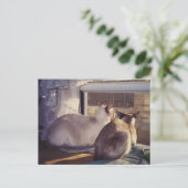 Siamese katten twee bij venster (2) briefkaart (Staand voorkant)