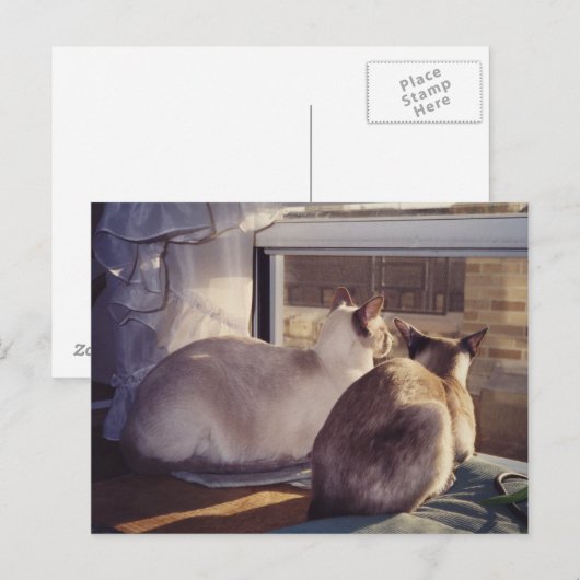 Siamese katten twee bij venster (2) briefkaart (Voorkant / Achterkant)