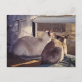 Siamese katten twee bij venster (2) briefkaart (Voorkant)