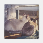 Siamese katten twee bij venster (2) magneet (Voorkant)