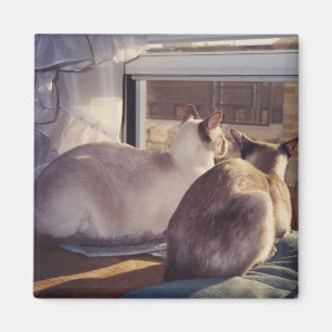 Siamese katten twee op raam (2) magneet
