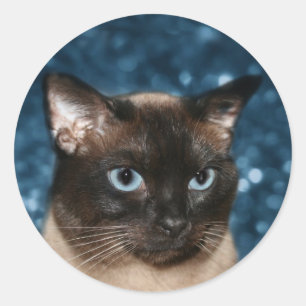 Siamese kattengezicht ronde sticker