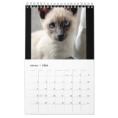 Siamese Kattenkalender Kalender (Jan 2026)