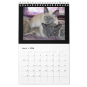 Siamese Kattenkalender Kalender (Mar 2026)