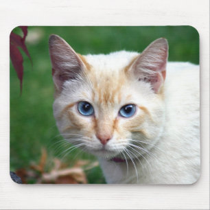 Siamese kattenkopmousepad muismat