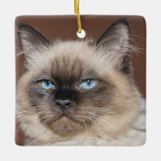Siamese kattenporseleinen keramisch ornament (Voorkant)
