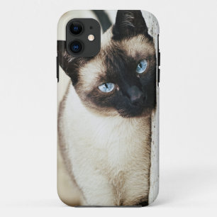 siamese kattentelefoon iPhone 11 hoesje