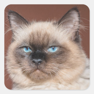 Siamese kattestickers vierkante sticker