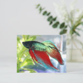 Siamese kempvis briefkaart (Staand voorkant)