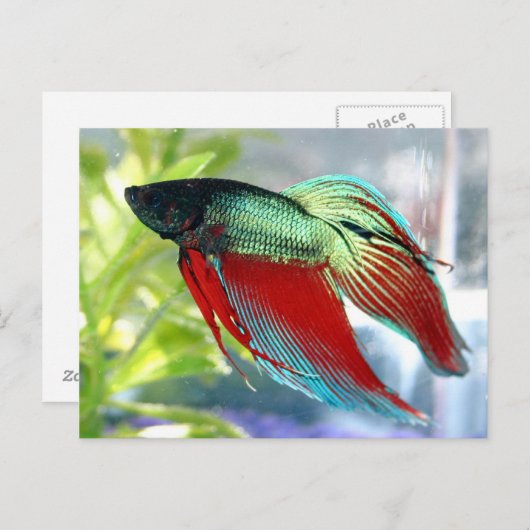 Siamese kempvis briefkaart (Voorkant / Achterkant)