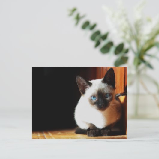 Siamese Kitten Briefkaart (Staand voorkant)