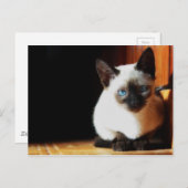 Siamese Kitten Briefkaart (Voorkant / Achterkant)
