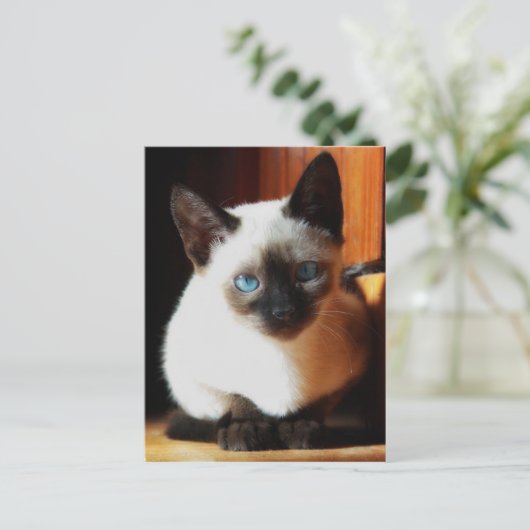 Siamese Kitten Briefkaart (Staand voorkant)