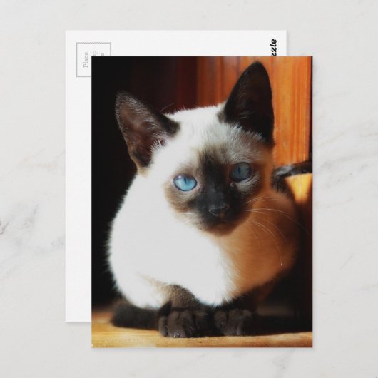 Siamese Kitten Briefkaart (Voorkant / Achterkant)