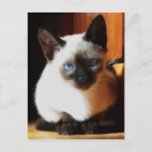 Siamese Kitten Briefkaart (Voorkant)