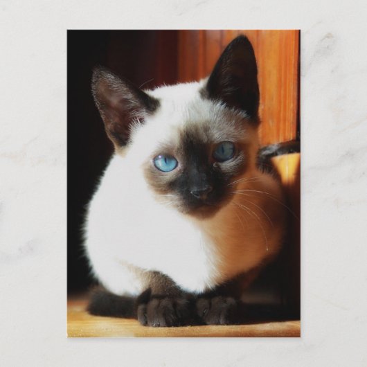 Siamese Kitten Briefkaart (Voorkant)