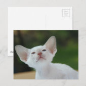 Siamese kitten briefkaart (Voorkant / Achterkant)