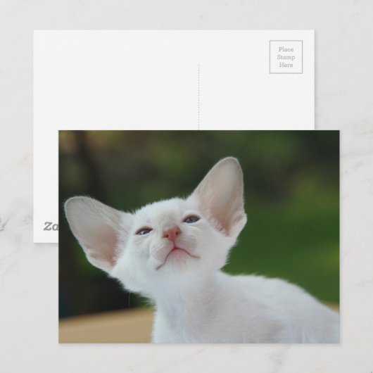 Siamese kitten briefkaart (Voorkant / Achterkant)