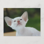 Siamese kitten briefkaart (Voorkant)