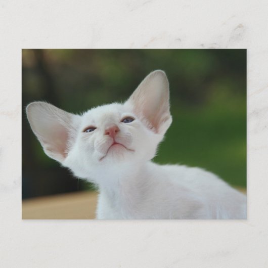 Siamese kitten briefkaart (Voorkant)
