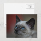 Siamese kitten briefkaart (Voorkant / Achterkant)