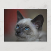 Siamese kitten briefkaart (Voorkant)