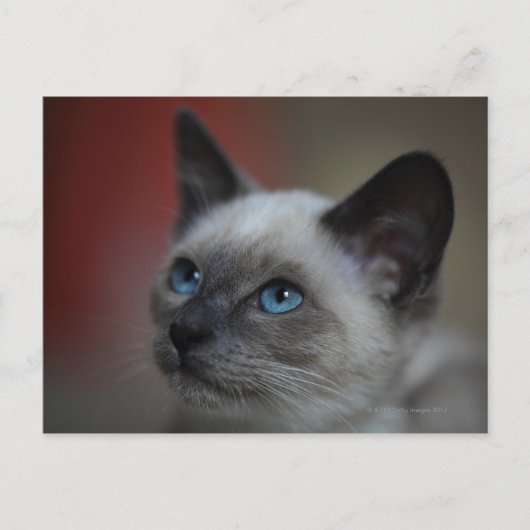 Siamese kitten briefkaart (Voorkant)