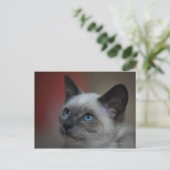 Siamese kitten briefkaart (Staand voorkant)