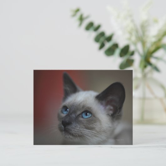 Siamese kitten briefkaart (Staand voorkant)