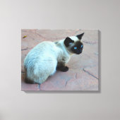 Siamese kitten canvas afdruk (Voorkant)