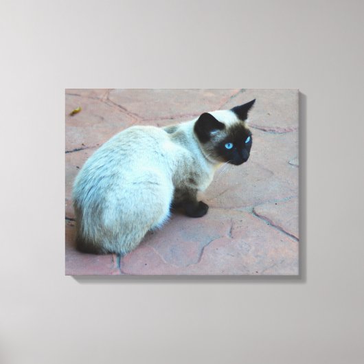 Siamese kitten canvas afdruk (Voorkant)