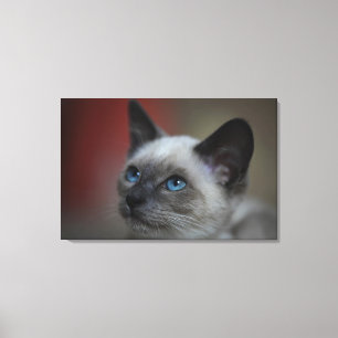 Siamese kitten canvas afdruk