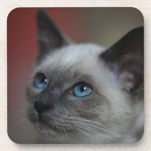 Siamese kitten drankjes onderzetter (Voorkant)