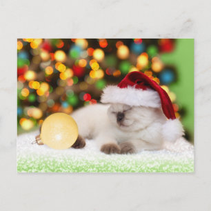 Siamese Kitten: Gold Ornament Briefkaart